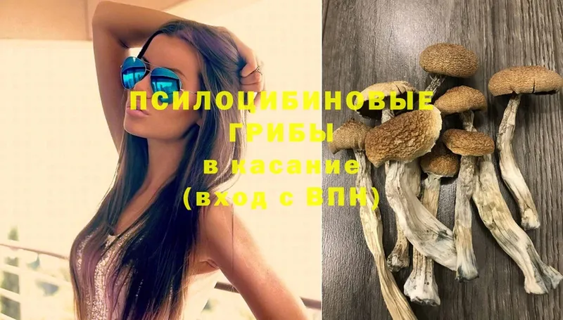 Псилоцибиновые грибы Psilocybine cubensis  продажа наркотиков  Павловский Посад 